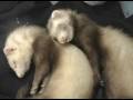 videos de Angel & Ember Sleeping