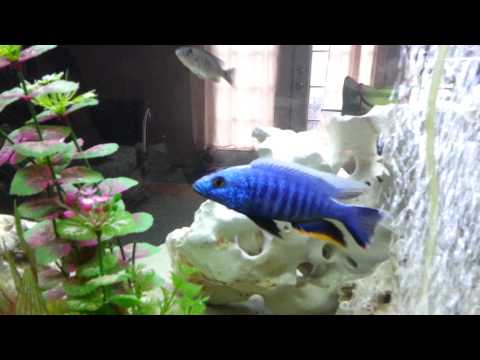 how to dissolve x gal