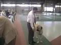 UKC Show March 20th, 2008; Kangal Kapif