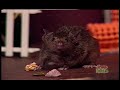 Tumbletown Tales - Secret Rodent Club