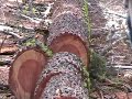 First Tree Falling Video