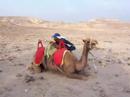 One Rude Camel