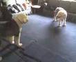 Antiguo Perro Pastor Inglés video