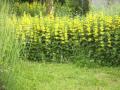 Ein Sommer mit Marie---- GRAHAM BONNEY