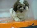videos de Shih Tzu Macho STA REF:209