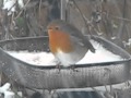 Robin Birds of Europe and UK - YouTube