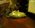 Cat is in the plastic bag Cat is in the plastic bag