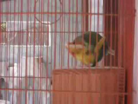 ups-5 lovebirds scanal.