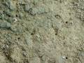 videos de Tiny Thai Crabs on the short in National Marine Park - off of Koh Samui, Thailand