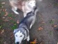 Nasze psiaki Siberian Husky