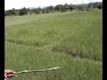 Elephant Elephant