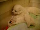 Dogbook Movie: Dogbook Movie: