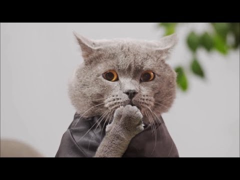 動画