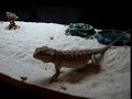 Bearded Dragon eating