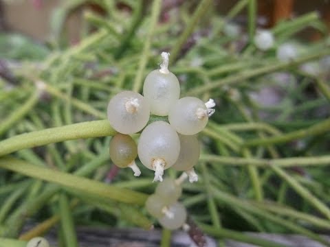 how to care for rhipsalis