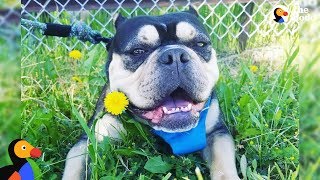 Mother Dog Found Tied Up In Park Finally Has A Real Home | The Dodo + Clear The Shelters by The Dodo