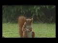 soccer squirel