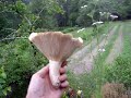 champignons mushrooms kinoko seta