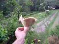 champignons mushrooms kinoko seta - YouTube