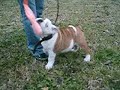 viola la bulldog