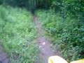 Trails