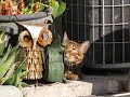 Bengal Cats Bird Watching Hide and Seek Game
