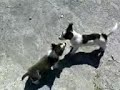 Dogs
