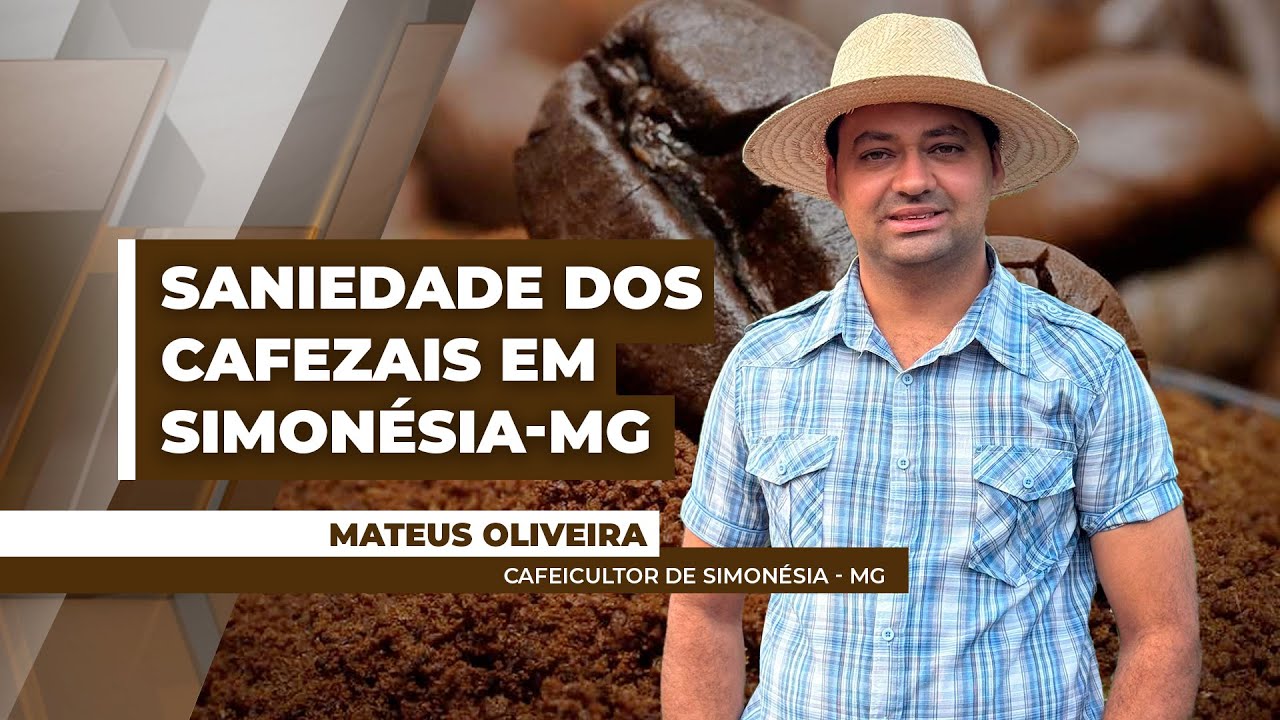 Doenças ameaçam produtividade das lavouras de café para safra/26 em Simonésia-MG
