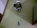 COMO CRIAR UM JACK RUSSEL NUM APARTAMENTO IV