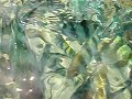 Crazy Thai Fish