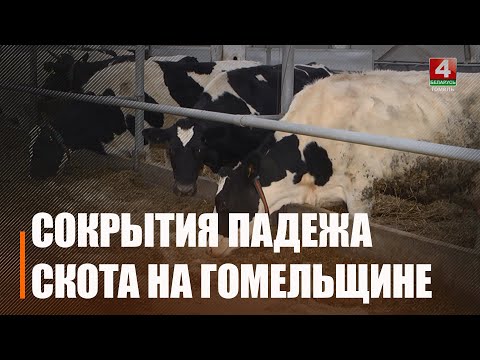 У Гомельскай вобласці спынена злачынная схема ўтойвання склону жывёлы видео
