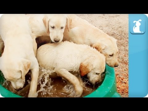 Puppy Love – Labrador Retrievers