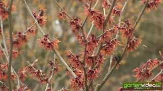 #991 Zaubernuss Diane - Hamamelis x intermedia