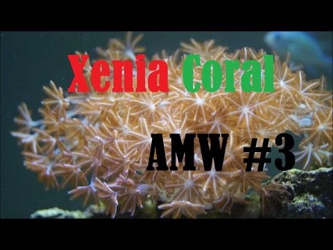 how to care for pulsing xenia
