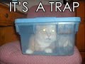 Funny Cats