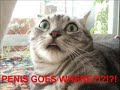 Funny Cats