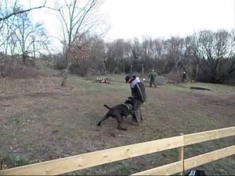 bandog