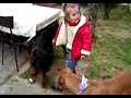 \"Face\" rottweiler with kid  2