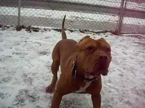 apbt