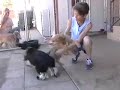 Joey and Rubee the cute Cocker Spaniels!