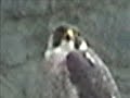 peregrine-falcon-rescue.html