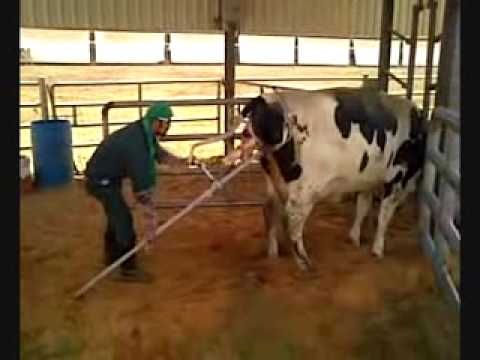 calving rocker
