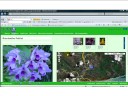 Mi Jardin En Paisageo.com Nuevas Floraciones