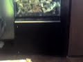 novo fish only 