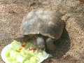 Desert Tortoise Eating (Quadruple time) Desert Tortoise Eating (Quadruple time)
