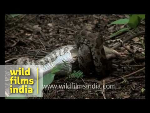 Indian Python
