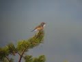 Red-flanked Bluetail - Tarsiger cyanurus