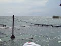 DELFINES EN CARTAGENA-COLOMBIA