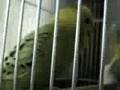 ラップインコ