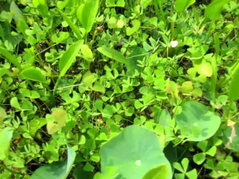 how to plant a four leaf clover